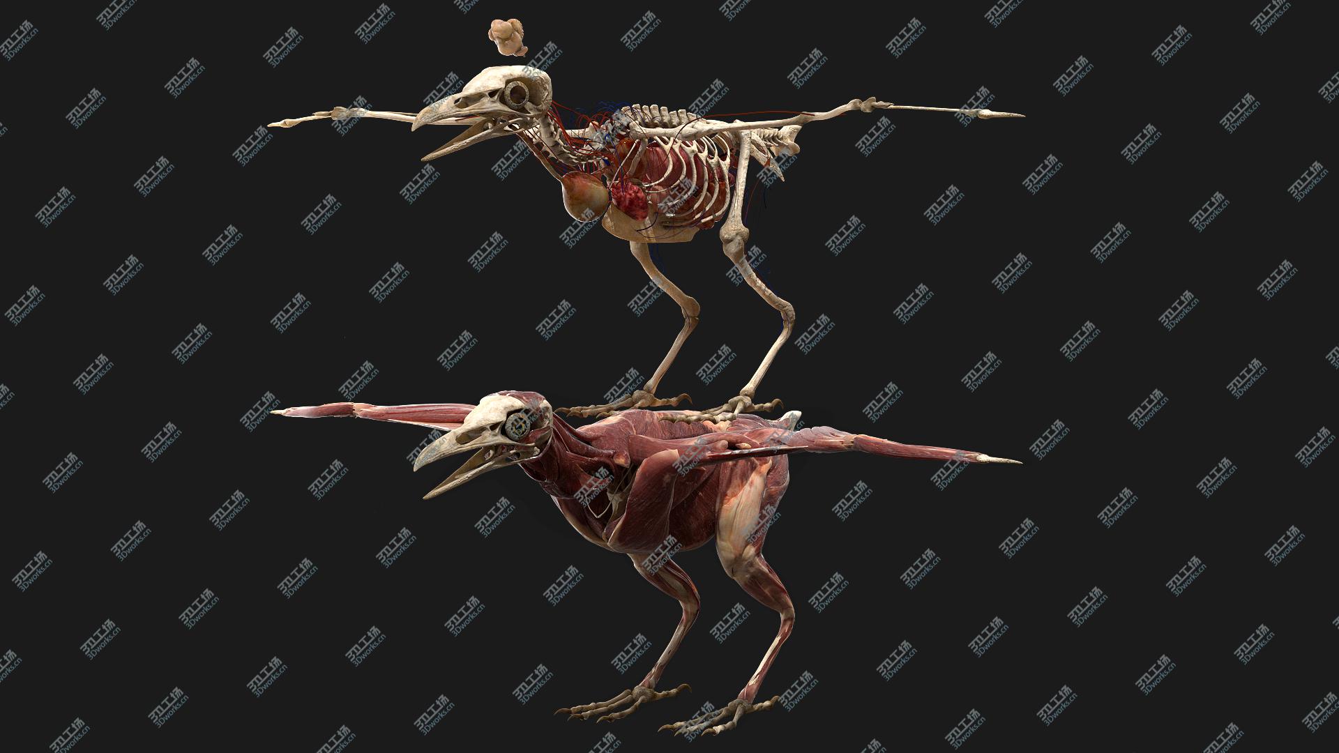 images/goods_img/20210313/3D Bird Anatomy model/1.jpg